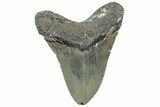 Serrated, Fossil Megalodon Tooth - North Carolina #309510-1